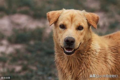 黑色土狗|中華田園犬